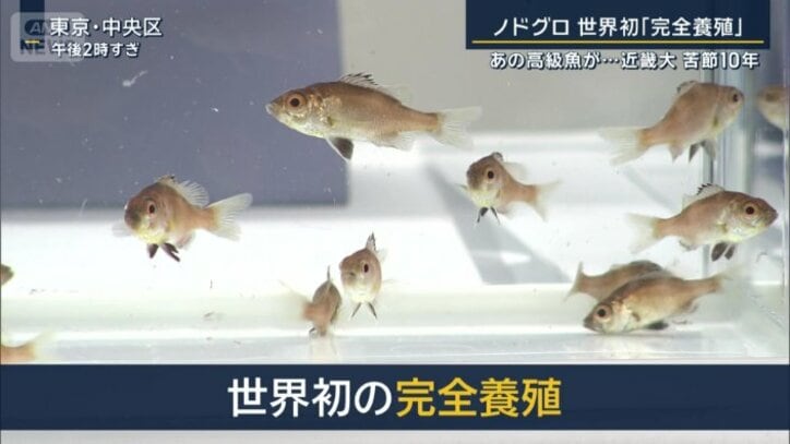 産まれて122日のノドグロ