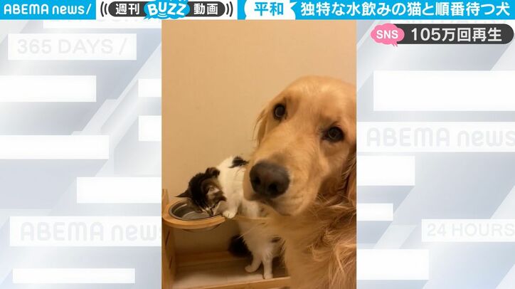 「猫は自由すぎる」「目で語るワンコ」 水を飲む猫と順番をじっと待って見守る犬　2匹の関係性が可愛すぎる動画