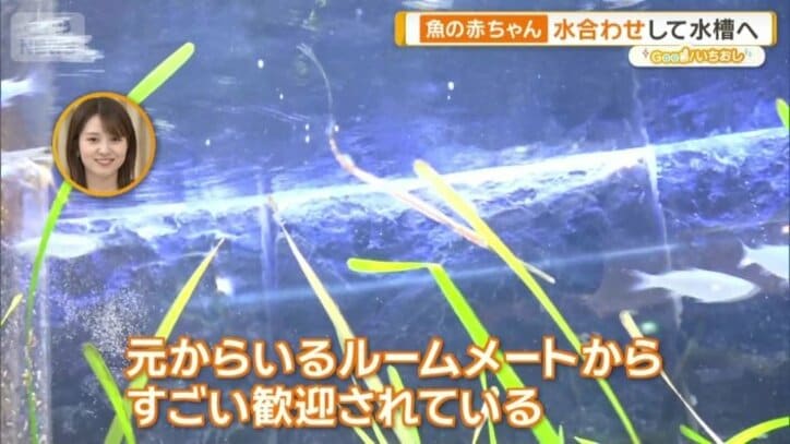 他の幼魚も集まる