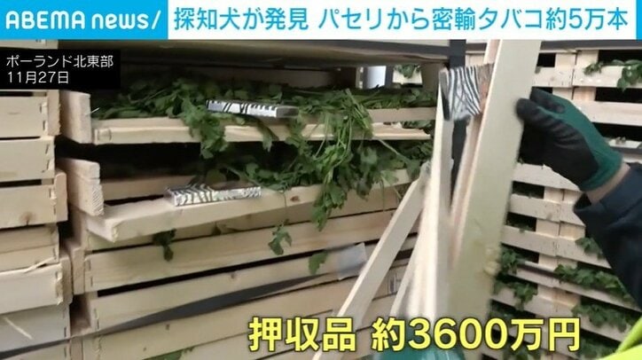 パセリの中から発見された“密輸タバコ”