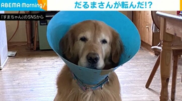 犬のだるまさんが転んだ！！振り向くたびに同じポーズで近づいてくる姿に飼い主も思わず「こわっ」