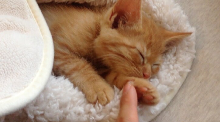 猫「お刺身食べたいニャ〜」 茶トラ子猫・ひろしの可愛い成長日記が放送決定