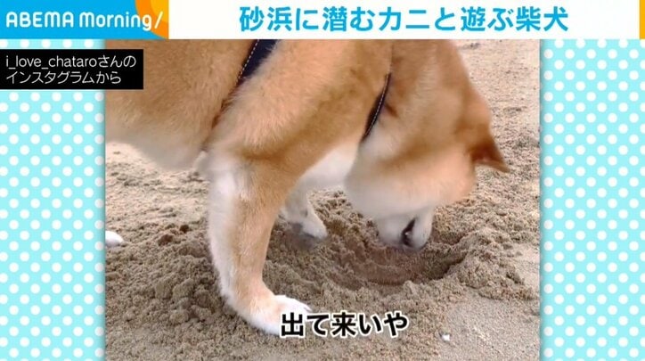 柴犬の茶太郎くん