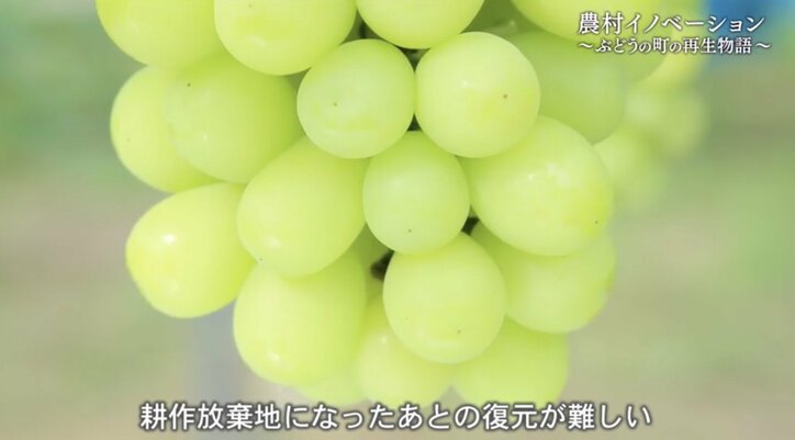世界に名を馳せる“ぶどうの町”にするために…農家になる運命を背負った男性が、人生をかけて挑む“地域再生”