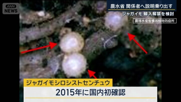 ジャガイモシロシストセンチュウ