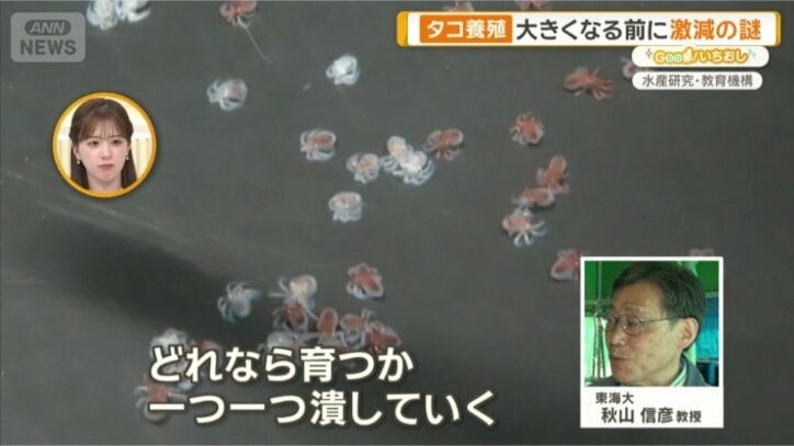 「結局生き残るのが数匹に」