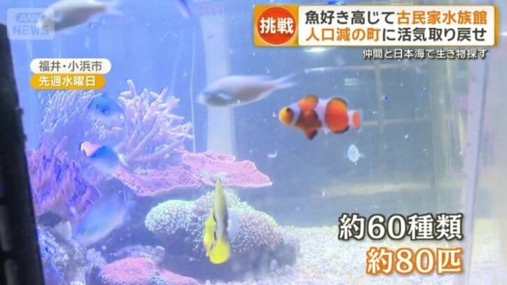 クマノミなど約60種類約80匹の魚が優雅に泳ぐ