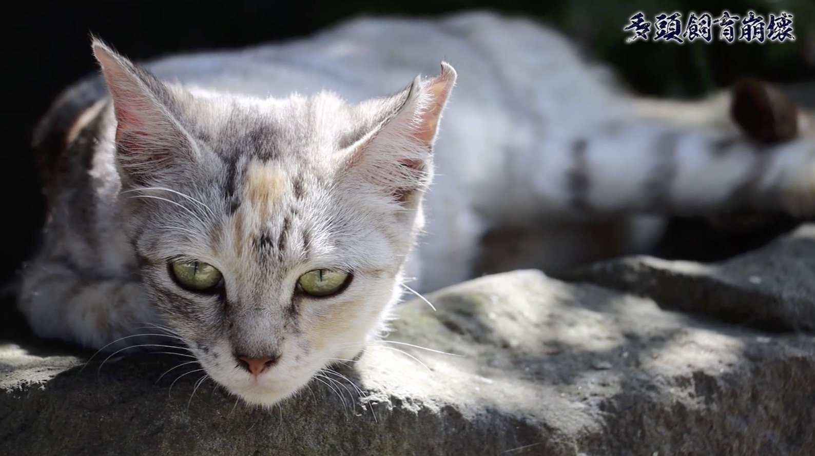 2匹の猫が30匹に 社会的孤立 高齢化 貧困問題が生む 多頭飼育崩壊 の現実 国内 Abema Times