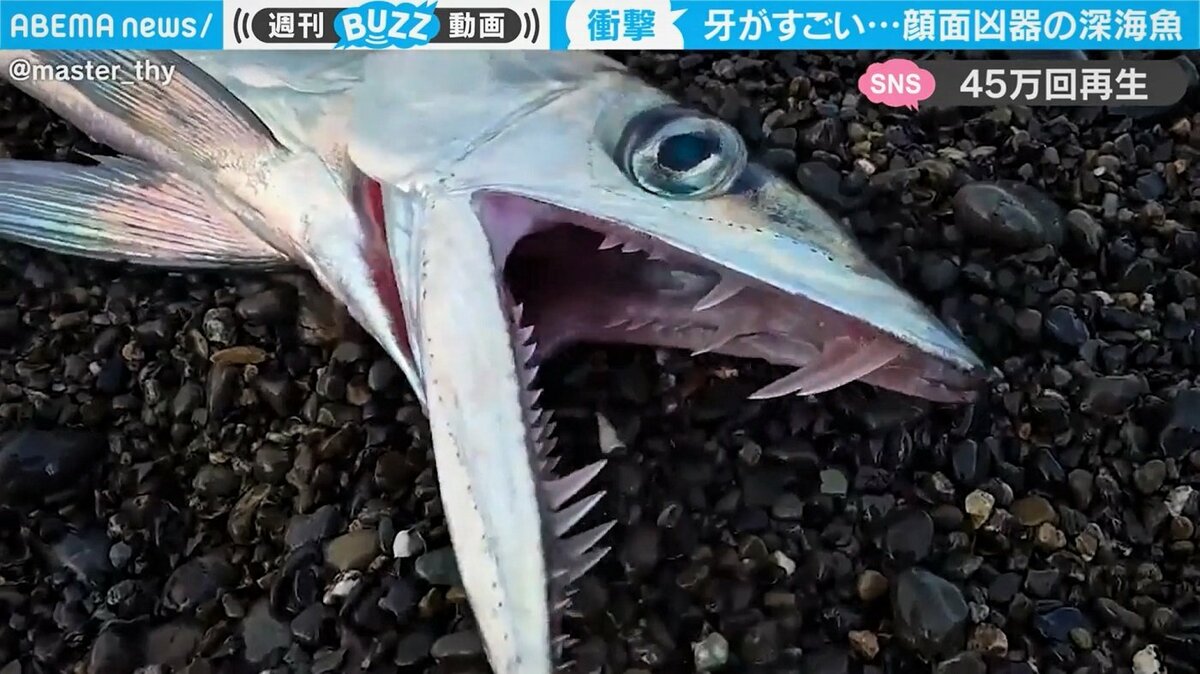 偶然捕獲した深海魚がまるで“顔面凶器” 衝撃ビジュアルに「恐竜っぽい 