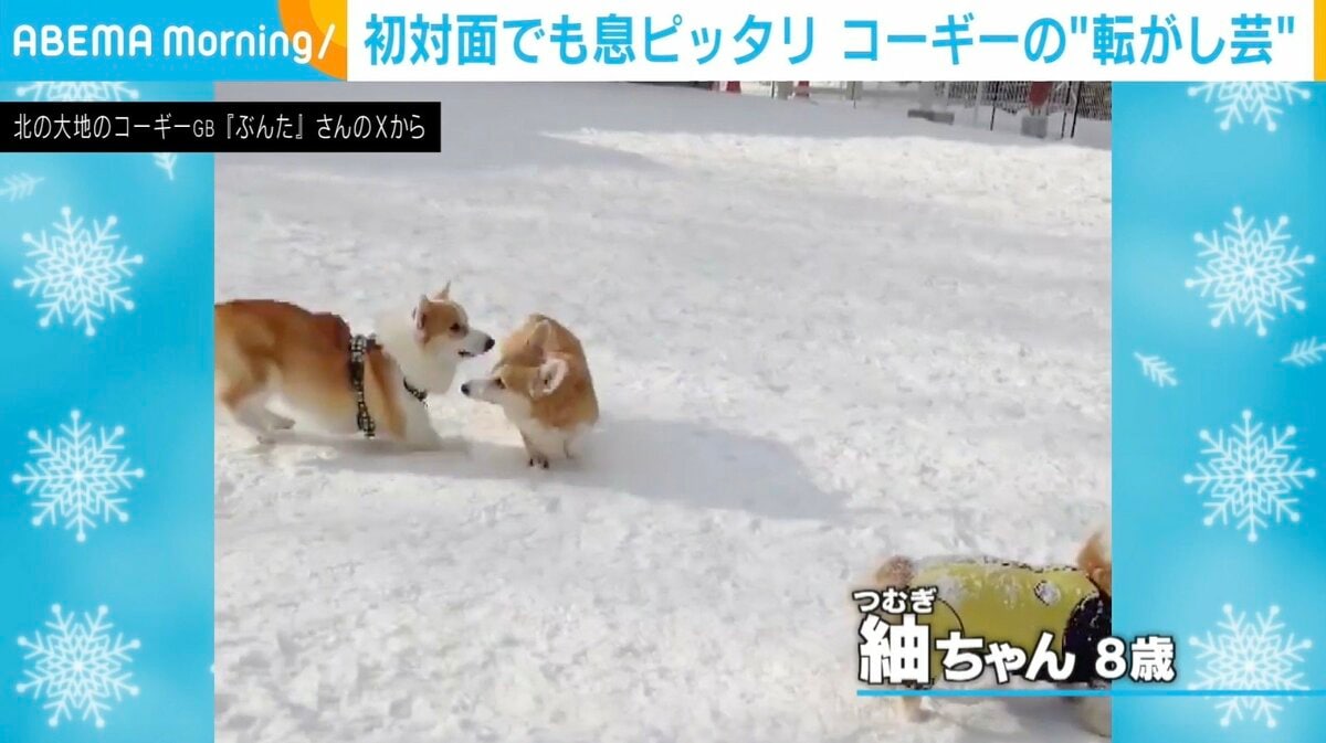 交通事故！？」初対面のコーギー2匹が披露した“衝撃の隠し芸”に