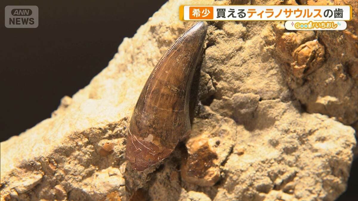 新宿に「買える化石博物館」登場 ティラノサウルスやアンモナイト…本物