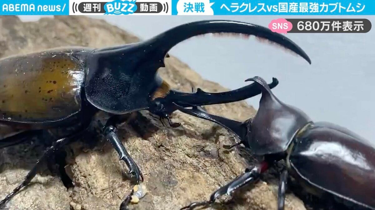 リアルムシキングだ！」カブトムシ VS ヘラクレスオオカブト…驚きの 