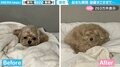 寝起きで別犬に!?“寝ぐせ”が強烈すぎる犬に「ぬいぐるみみたい」「可愛すぎます!」と反響