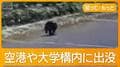 空港にクマ居座り遅延、猟友会の80代けが 政府は元自衛官、警察OBをハンター育成へ