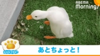 【映像】「えい！」高くジャンプしてるつもりのアヒル