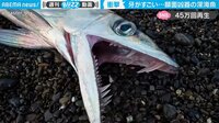 【映像】恐竜のような深海魚