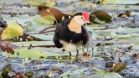 【映像】親鳥のヒナ3匹“収納術”