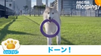 【映像】スピード抑えて!!飼い主に向かって“豪快ダイブ”を決めるハスキー犬