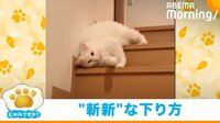 【映像】流れるように階段を下りる猫