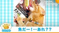【映像】なんて食い意地…! “チラシに写った寿司”を舐める猫