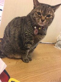 中川翔子、愛猫の四十九日迎え心境を吐露「マミタスにあいたい」