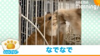 【映像】まるでラクダ?口を“ムギュ”っとするウサギ