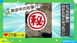 犬の散歩中に珍事「強風でどっちが頭かわからなくなった」目を疑う変身姿にツッコミの声