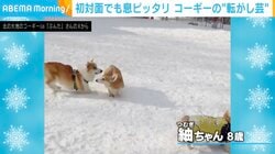 「交通事故！？」初対面のコーギー2匹が披露した“衝撃の隠し芸”に「転がり方すごい綺麗！」「その後何事も無かった様なのが笑えるw」など驚きの声