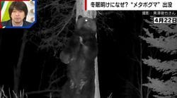 ドアップの恐怖から一転、巨大クマがダンス？カメラが捉えた不思議な習性