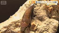 新宿に「買える化石博物館」登場　ティラノサウルスやアンモナイト…本物の恐竜の歯も販売