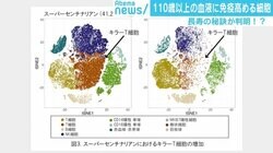 「“80歳で死ぬなんて若い”となるかも」110歳以上の血液に“長寿の秘訣”となる細胞？ 研究発表