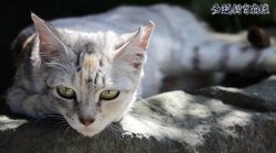 「2匹の猫が30匹に…」社会的孤立、高齢化、貧困問題が生む“多頭飼育崩壊”の現実