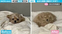 寝起きで別犬に！？“寝ぐせ”が強烈すぎる犬に「ぬいぐるみみたい」「可愛すぎます！」と反響