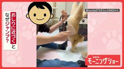 ロデオ猫「お尻はやめてニャン！」おしりをブラッシングすると…大ジャンプ！　なぜ？