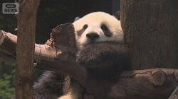 週末の上野　パンダ開園前に3600人の大行列　アメ横は正月食材に客殺到