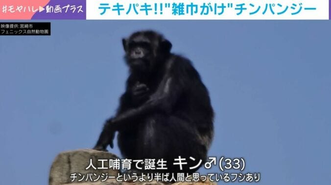 チンパンジー・キン（33）