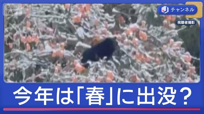 今年は「春」から異変？年末年始もクマ続出　対策のカギは 1枚目