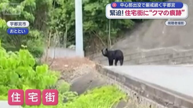 宇都宮市の住宅街にクマ