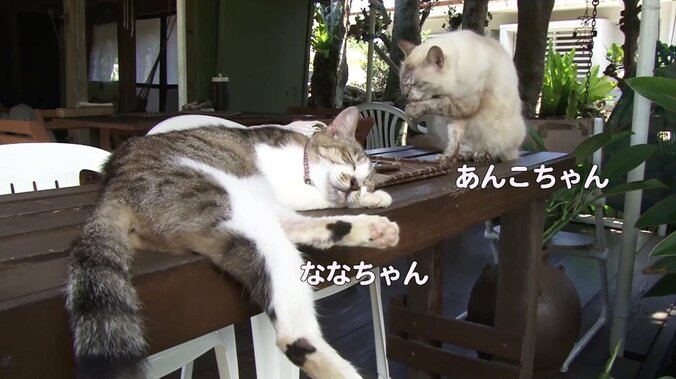 天使さんかな？  沖縄の島々で美猫に遭遇ニャン！「美ら猫」シリーズ連続放送 9枚目