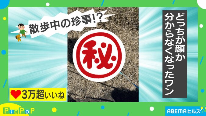 犬の散歩中に珍事「強風でどっちが頭かわからなくなった」目を疑う変身姿にツッコミの声 1枚目