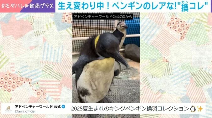 キングペンギンの赤ちゃん