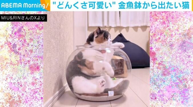 ブリティッシュショートヘアのみゅーちゃん