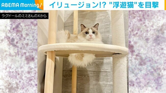 猫のミミちゃん（5歳）