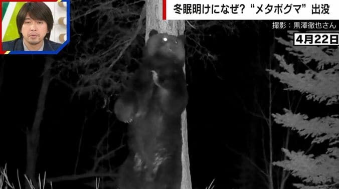 冬眠明けのメタボグマ