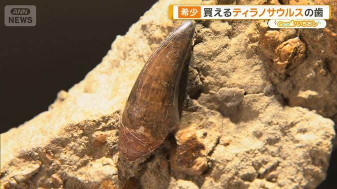 新宿に「買える化石博物館」登場　ティラノサウルスやアンモナイト…本物の恐竜の歯も販売 1枚目