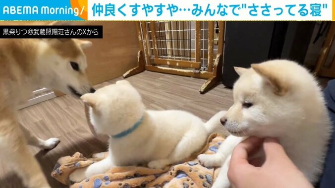 生後46日目の柴犬3姉妹