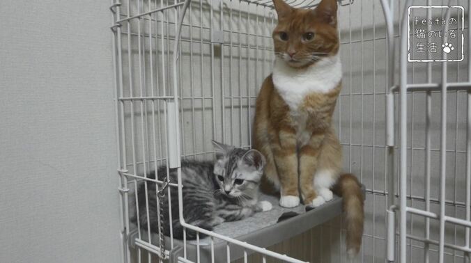 猫「お姉ちゃん遊んでー！」 マンチカン猫姉妹のほっこり日常に密着 3枚目