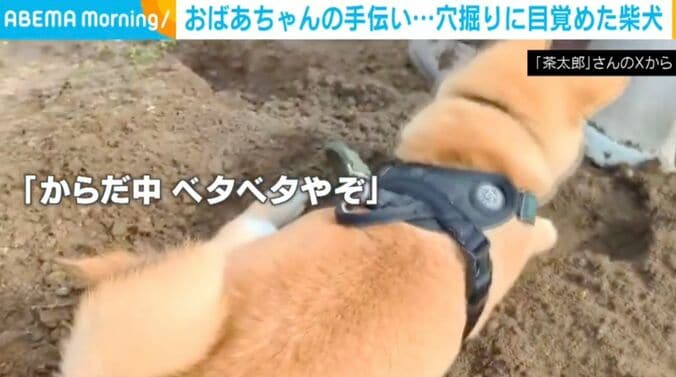 柴犬の茶太郎くん