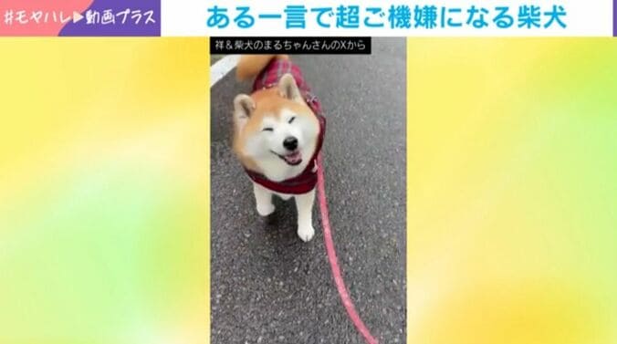 ある一言で“ニッコニコ”になる柴犬