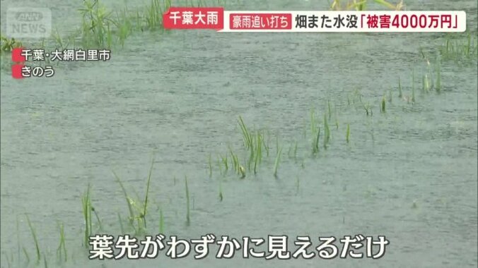 葉先がわずかに見えるネギ畑